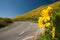 The road to yellow flower mountain