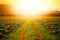 Road in the tobacco field in the sunset time.