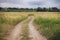 Road track paved through a rye field to the village