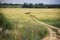 Road track paved through the yellow field of rye leading to the forest