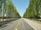 Road trees asphalt route empty corridor blue sky