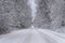 Road and trees covered in thick fresh white snow