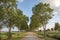 Road with trees on either side in Holland countryside with red cycle path perspective