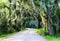 Road with trees overhanging with spanish moss in Southern USA.