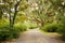 Road with trees overhanging with spanish moss in Southern USA