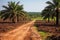 Road among trees in palm plantation. Deforestation rainforest for sake of oil palm plantations.