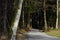 A road among trees towards a dark mixed forest.