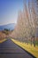 Road With Trees, Wine Country California