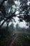 Road in a tropical forest,The road into the tropical humid forest