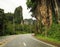 The Road in tropical place among big clifs and trees