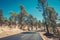 Road trough forest, mountain landscape - highway and nature