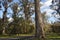 Road through Tuart Forest, Australia