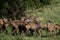 The road of Tunisia,wildlife barbary stag