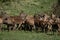 The road of Tunisia,wildlife barbary stag