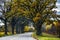 Road with Tunnel of Trees in Fall