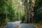 Road twists back and forth between dense huge trees with peeling bark