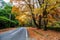 Road under golden autumn trees.
