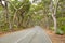 Road under gum trees South Australia