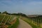 Road with Vineyard landscape view to the castle Marienberg in Wuerzburg Bavaria, Germany