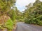 Road Through Waipoua Forest