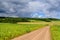 Road in weak corn fields in Siberian countryside with short summer