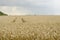 Road through a wheat field, ripened wheat