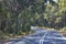 Road winding through Australian Eucalypt forest
