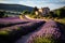A road winding through a serene lavender field
