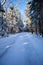 Road winding through the trees in Council Grounds State Park, Merrill, Wisconsin after a snow storm