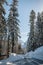 Road in winter forest in mountains,  Sequoia National Park