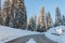 Road in winter forest in Sequoia National Park