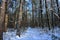 Road in the winter forest on a sunny day