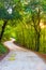 Road in the wood in autumn in Tuscany, Italy