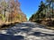 Road through the woods on a sunny day