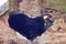 Road worker lays new asphalt in the shape of a heart, top view