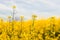 Road in Yellow colza field. Beautiful spring wallpaper