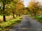 Road in yellow fall alley, nice autumn peaceful scenery