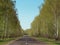 Road among young birches. spring young greens