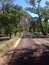 Road - Zion National park