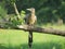 Roadrunner bird on a branch