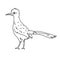 Roadrunner bird illustration vector.Line art bird