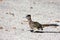 Roadrunner Bird on Road