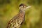 Roadrunner bird sitting quietly and watching around in Death Valley np, US