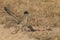 Roadrunner Bosque del Apache wildlife refuge in New Mexico