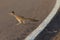 Roadrunner Bosque del Apache wildlife refuge in New Mexico