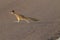 Roadrunner Bosque del Apache wildlife refuge in New Mexico