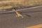 Roadrunner Bosque del Apache wildlife refuge in New Mexico