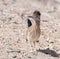 A Roadrunner Closeup in Nevada