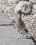 A Roadrunner Closeup in Nevada