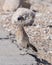 A Roadrunner Closeup in Nevada